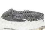 Detailed Hollardops Trilobite Fossil - Ofaten, Morocco #381250-1